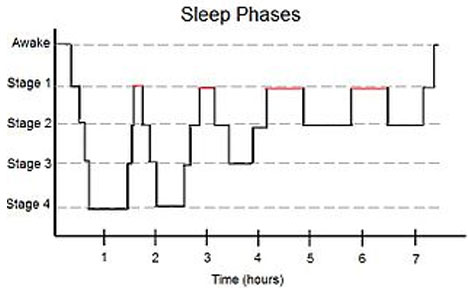 Sleep Cycles – From Wikipedia